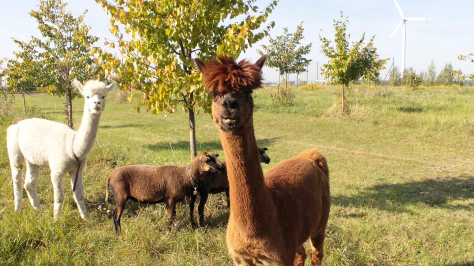 Alpaki Portal Rolnika