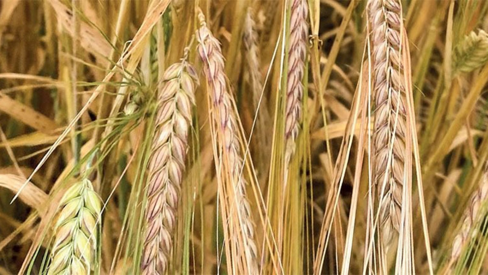 22 nowe odmiany zbóż jarych w krajowym rejestrze