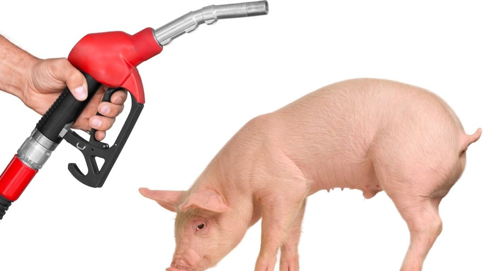 Czy zwrot akcyzy za paliwo rolnicze dostana rolnicy hodujący świnie