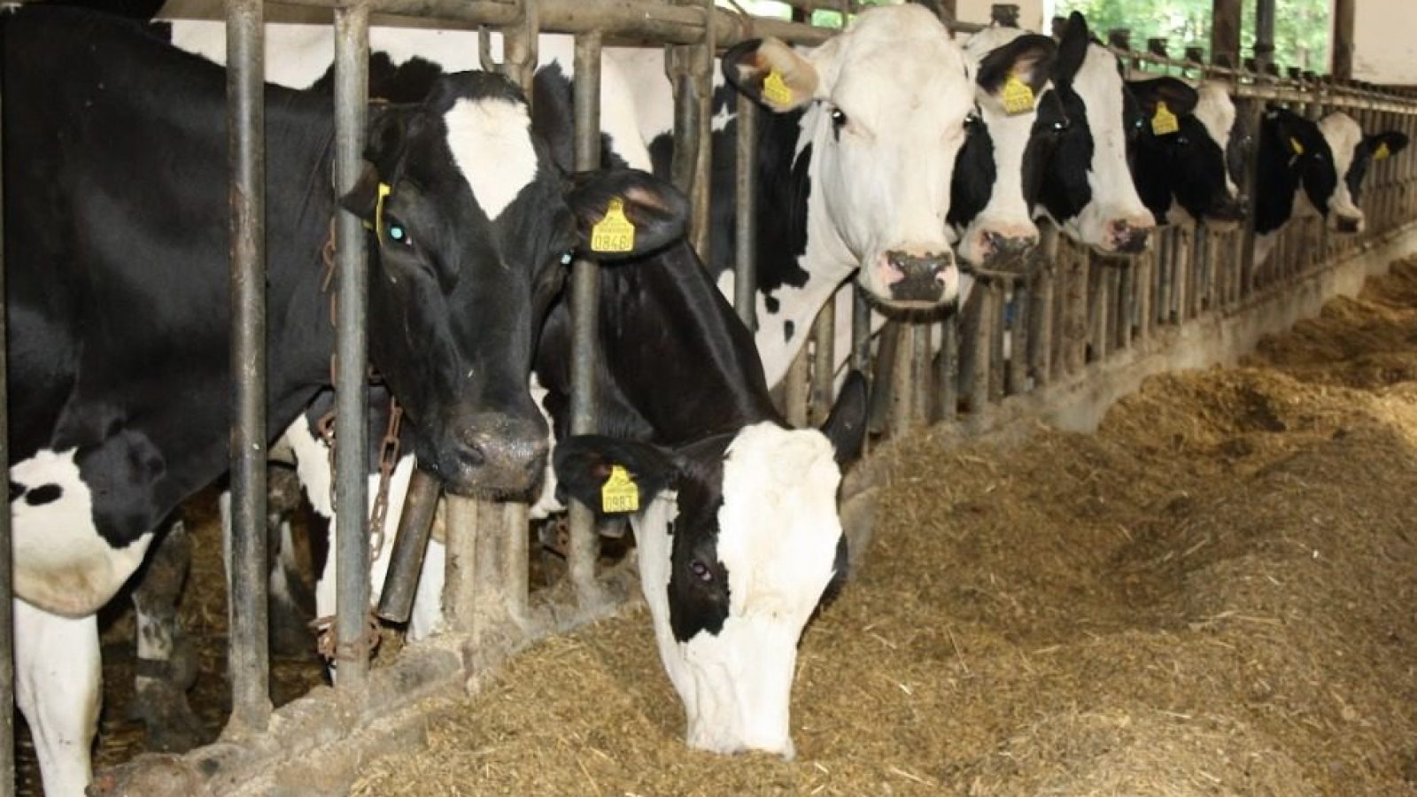 Jak kontrolować dawkę strawioną i wykorzystaną przez krowy mleczne