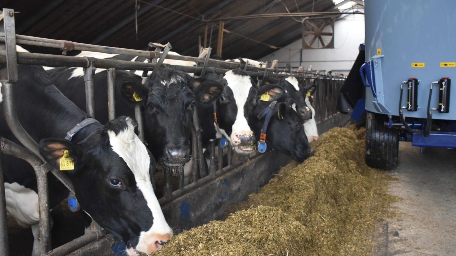 Jak uchronić krowy przed mykotoksynami fot Archiwum TPR