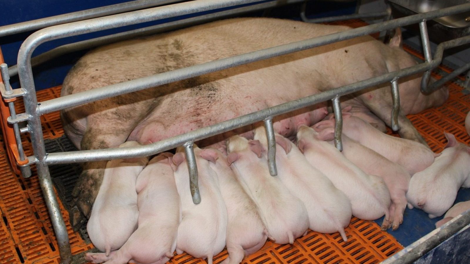 Wkrótce wsparcie dla producentów świń fot TPR Dominika Stancelewska