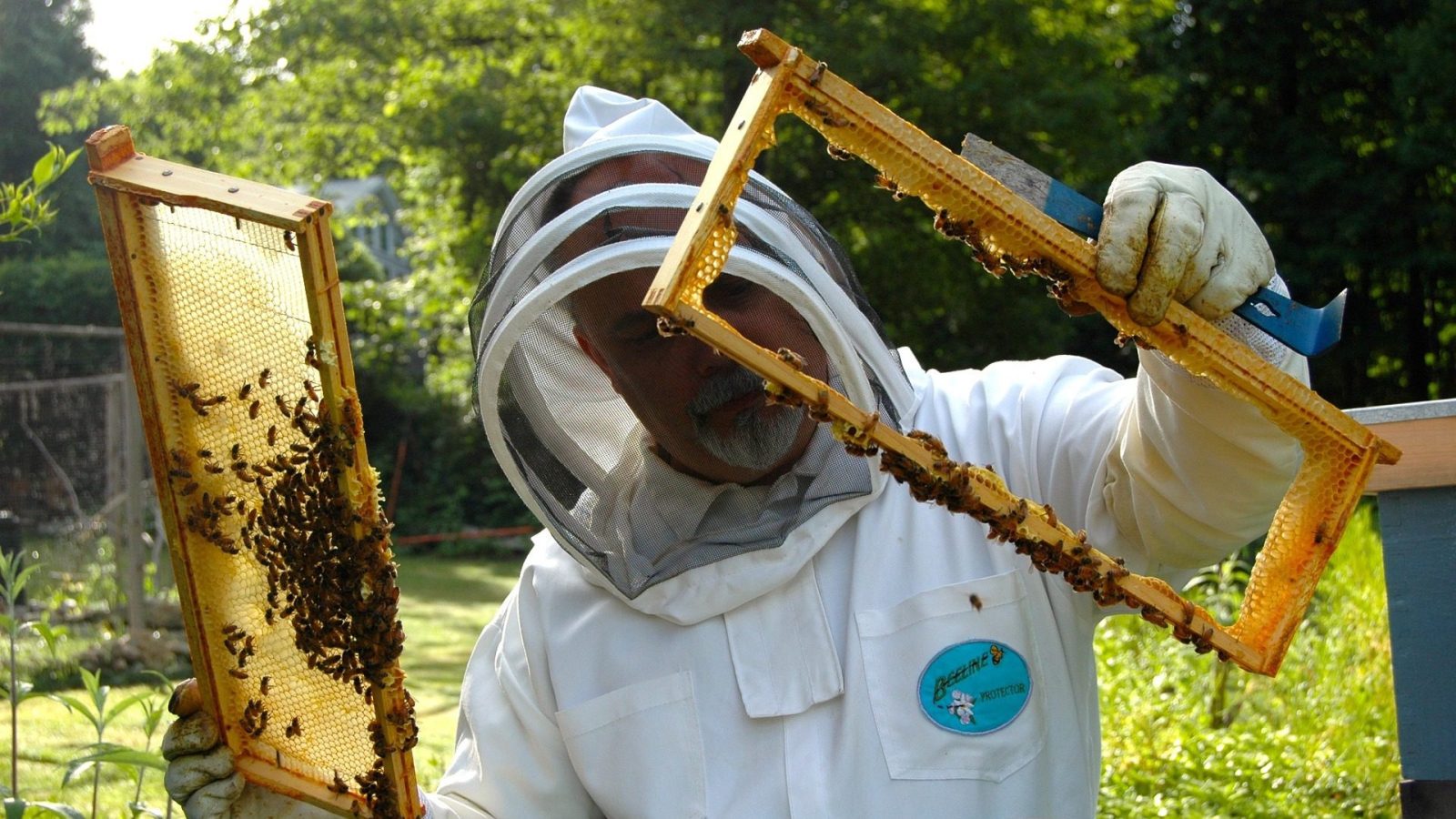 beekeeper-682943_1920